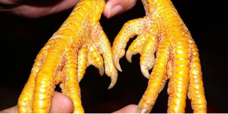 Cách Lên Cựa Gà Chuyên Nghiệp Dành Cho Người Mới 2 Hướng dẫn chi tiết cách lên cựa gà