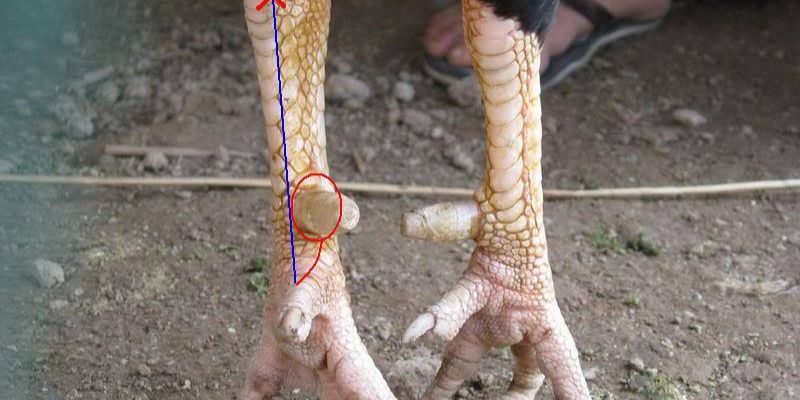 Cách Lên Cựa Gà Chuyên Nghiệp Dành Cho Người Mới 1 Khi nào cần áp dụng cách lên cựa gà?