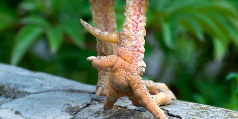 Cách Lên Cựa Gà Chuyên Nghiệp Dành Cho Người Mới 3 Những lưu ý quan trọng khi lên cựa cho gà